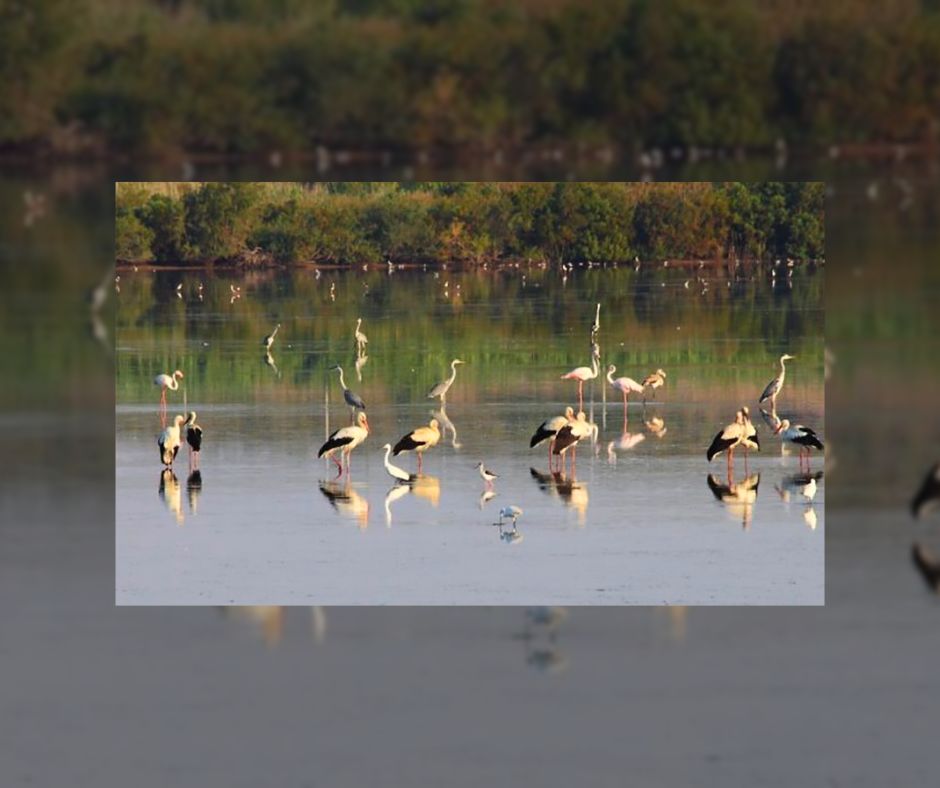 La flora e la fauna del territorio di Noto